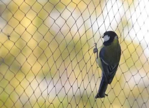 Bird netting icon