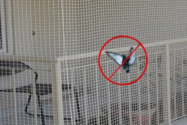 Birds net dealers icon