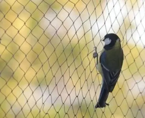 Anti bird net installation work in Hyderabad