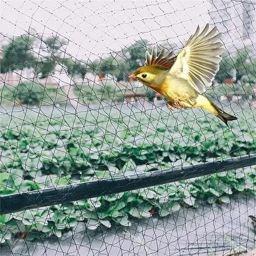 Completed anti bird net installation