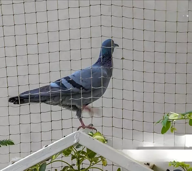 Completed bird protection net installation