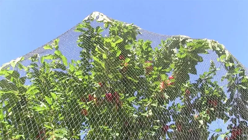 Bird netting installation for apartment balcony in Hyderabad