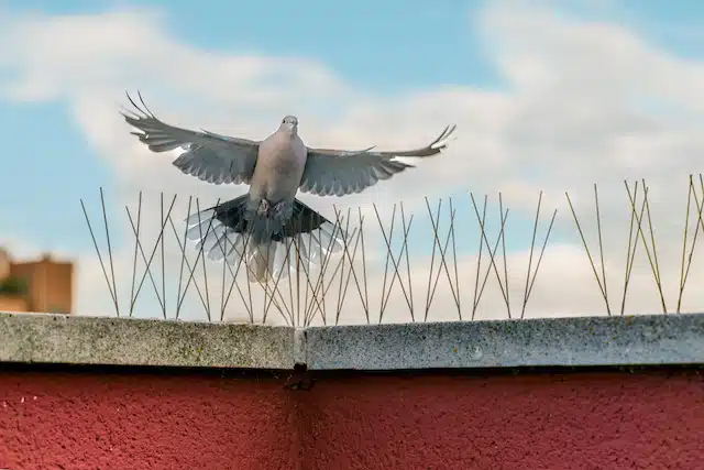 Bird spikes installed on building in Hyderabad for pigeon control