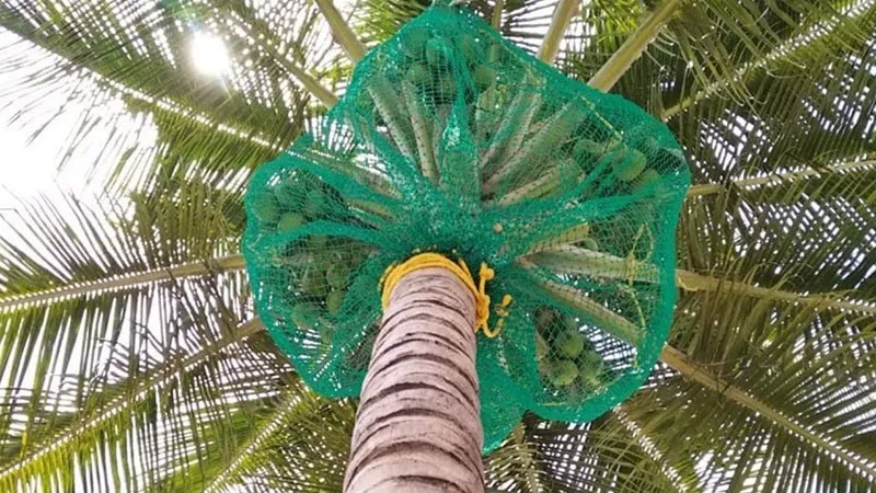 Completed coconut safety net installation