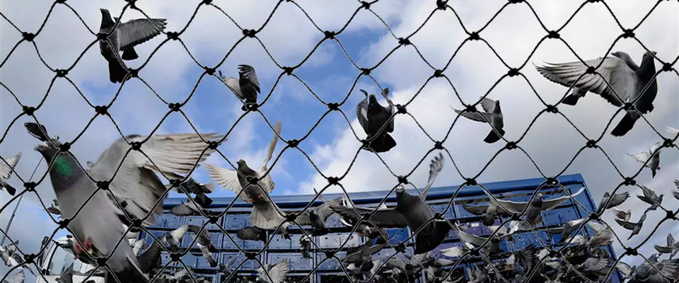 Anti Bird Nets in Hyderabad