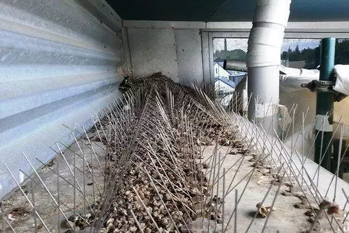 Birds Spikes in Hyderabad in Hyderabad