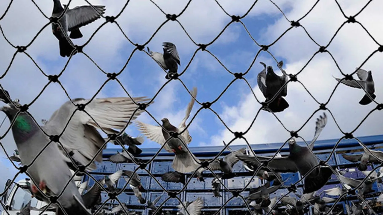 Pigeon Nets for Balconies in Hyderabad