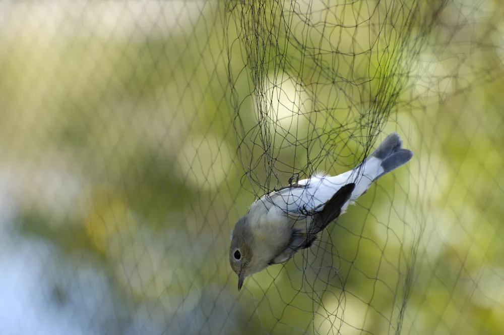 Anti Bird Nets in Amberpet