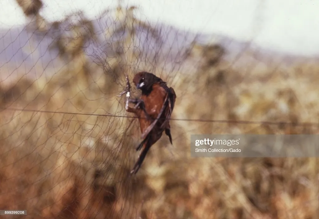 Anti Bird Nets in Shivam Road