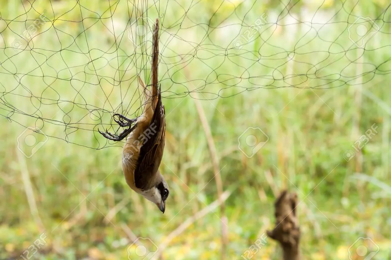 Anti Bird Nets in Shivam Road