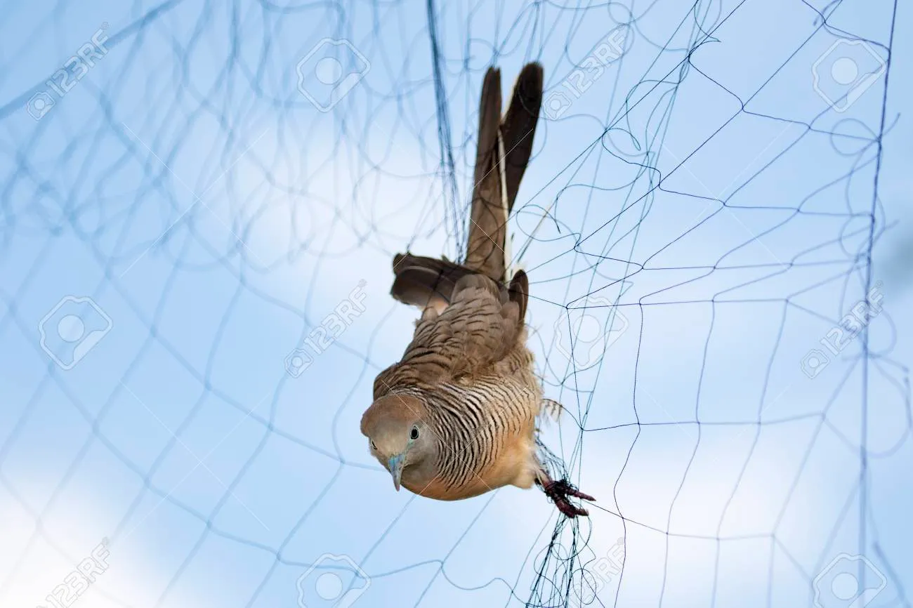 Anti Bird Nets in Ramanthapur