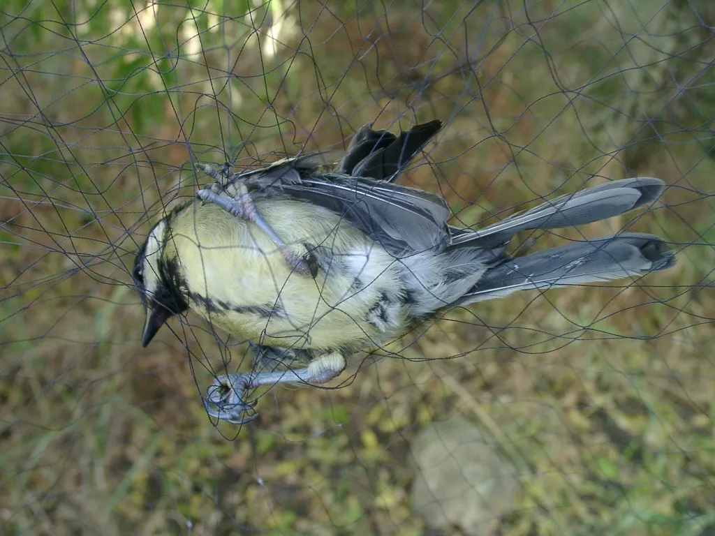 Anti Bird Nets in Ramanthapur