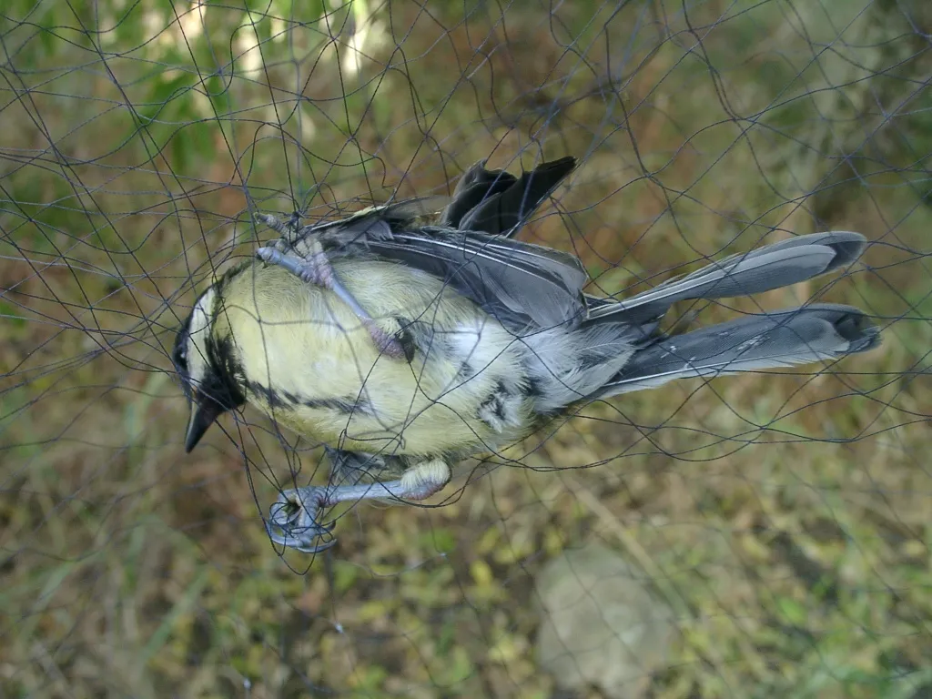 Anti Bird Nets in Shivam Road