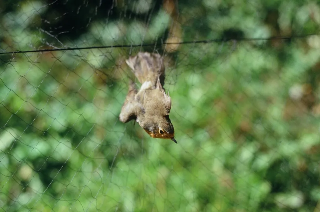 Anti Bird Nets in Tilak Nagar