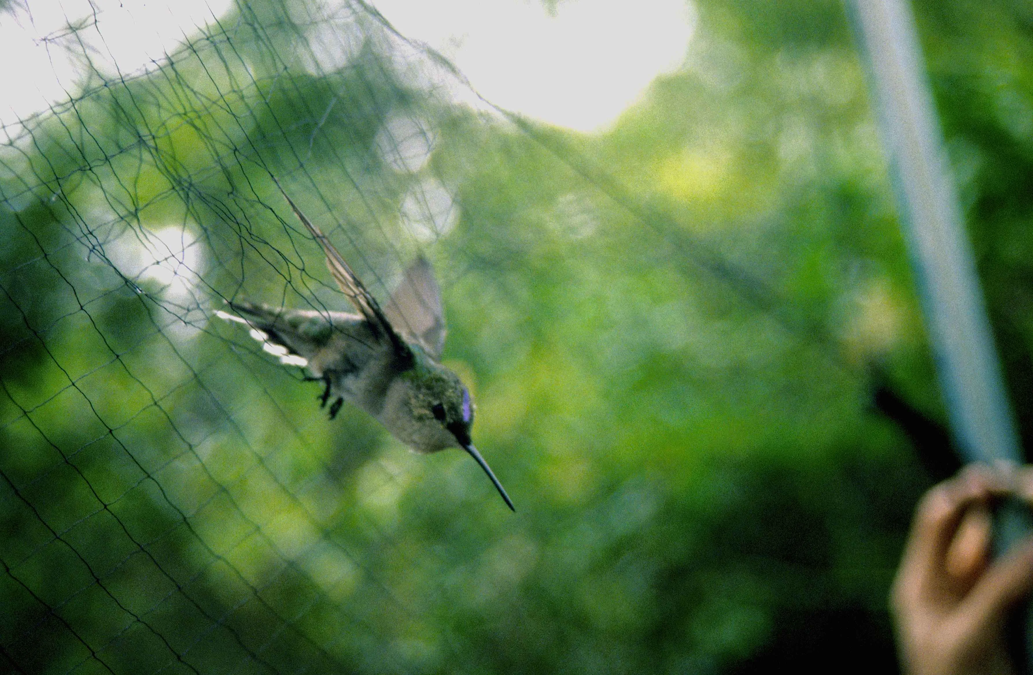 Anti Bird Nets in Golnaka