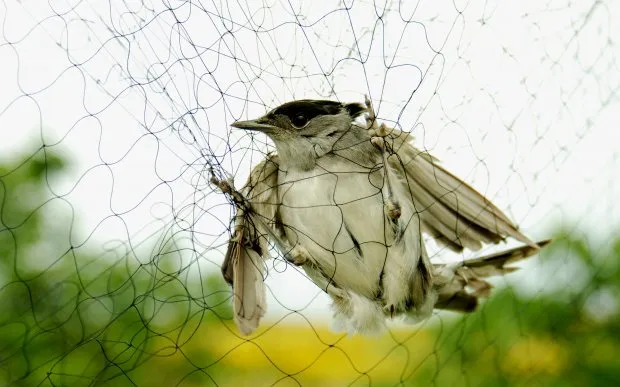 Anti Bird Nets in Ali Cafe