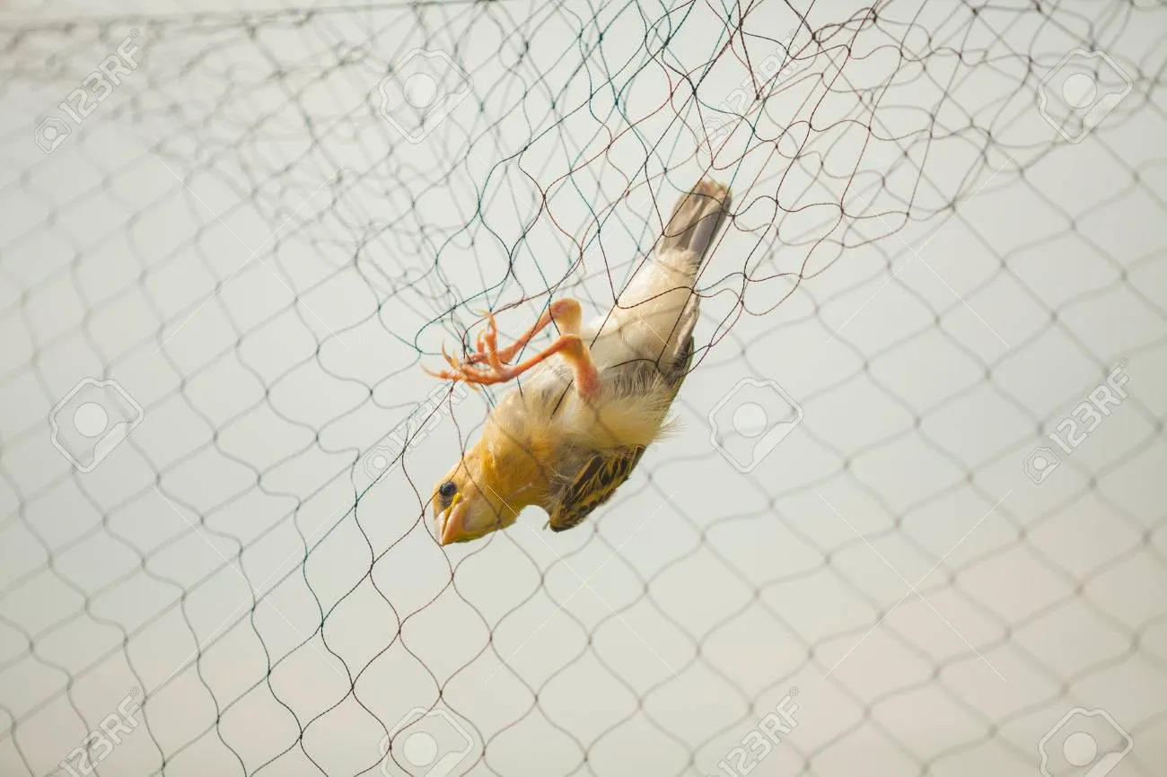 Anti Bird Nets in Habsiguda