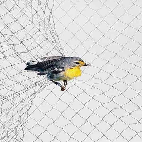 Anti Bird Nets in Banjara Hills