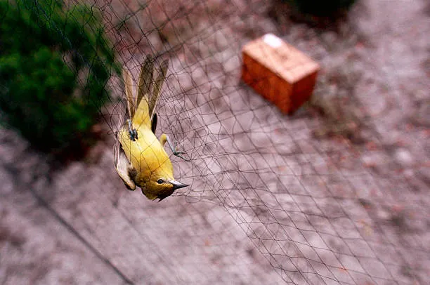 Anti Bird Nets in Tank Bund