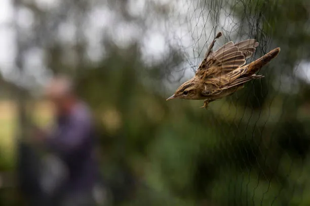 Anti Bird Nets in Kondapur