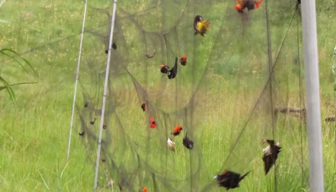 Anti Bird Nets in Somajiguda