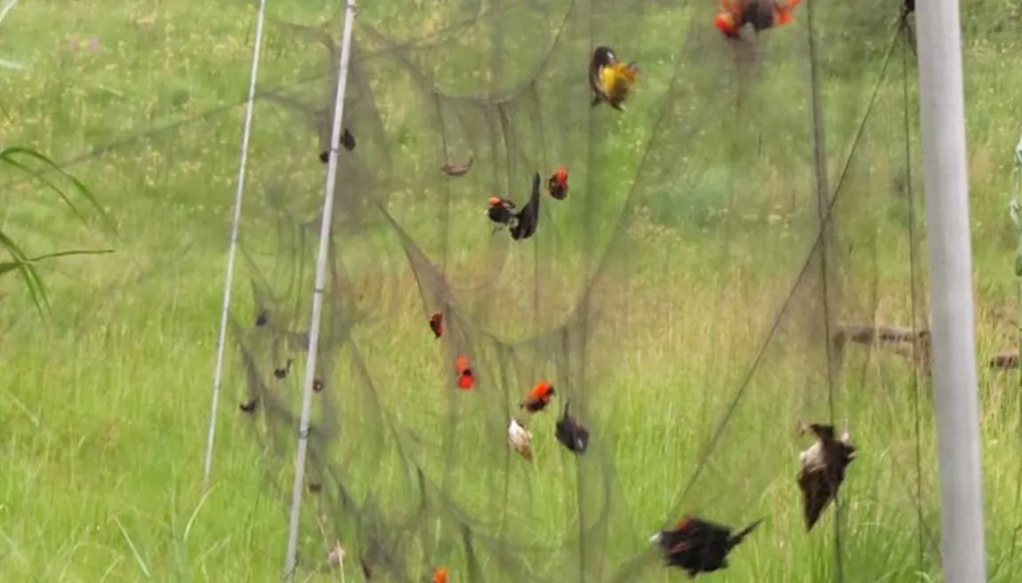 Anti Bird Nets in Balanagar