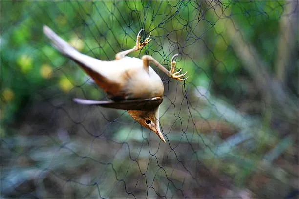 Anti Bird Nets in LB Nagar