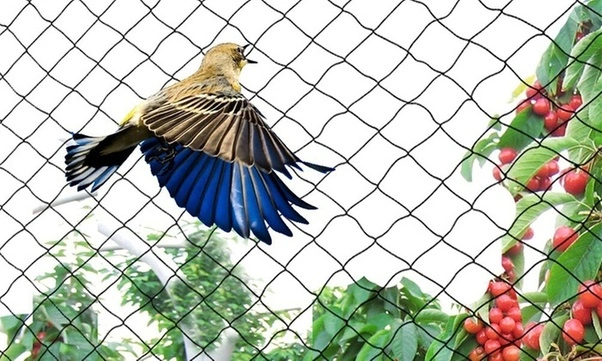 Anti Bird Nets in Mokila