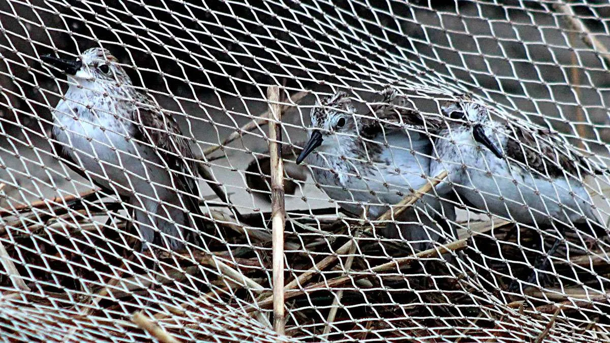 Anti Bird Nets in P & T Colony