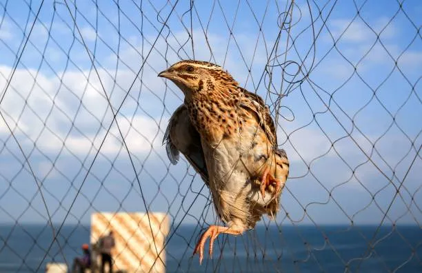 Anti Bird Nets in P & T Colony