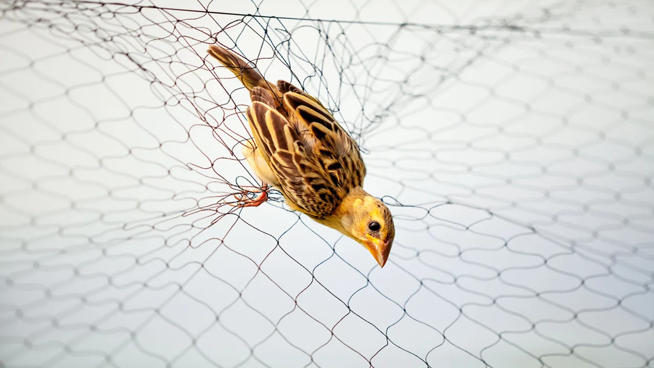 Anti Bird Nets in Begumpet