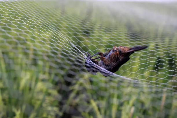 Anti Bird Nets in Tarnaka