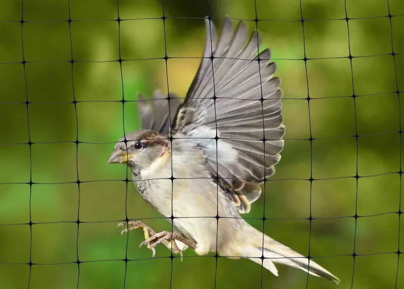 Anti Bird Nets in Uppal