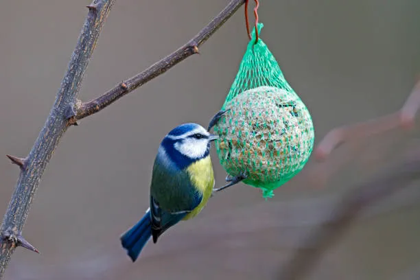 Anti Bird Nets in Moosapet