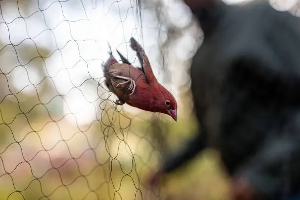 Anti Bird Nets in Koti