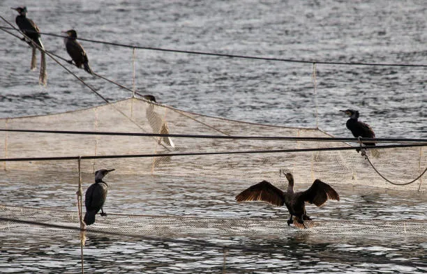 Anti Bird Nets in Tarnaka