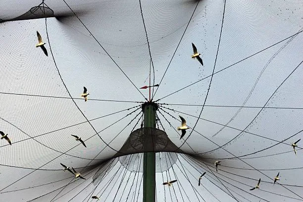 Anti Bird Nets in Secunderabad