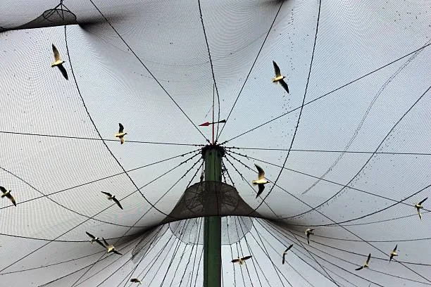 Anti Bird Nets in Narayanguda