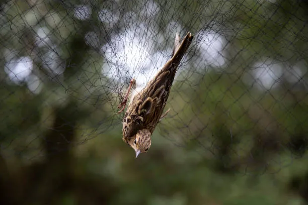 Anti Bird Nets in Mallapur