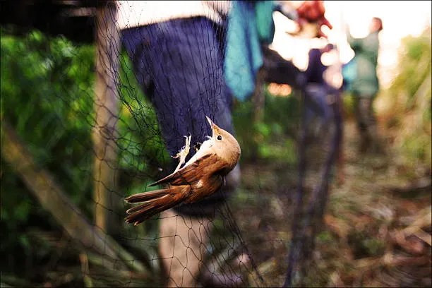 Anti Bird Nets in Tank Bund