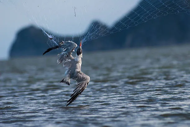 Anti Bird Nets in Amberpet