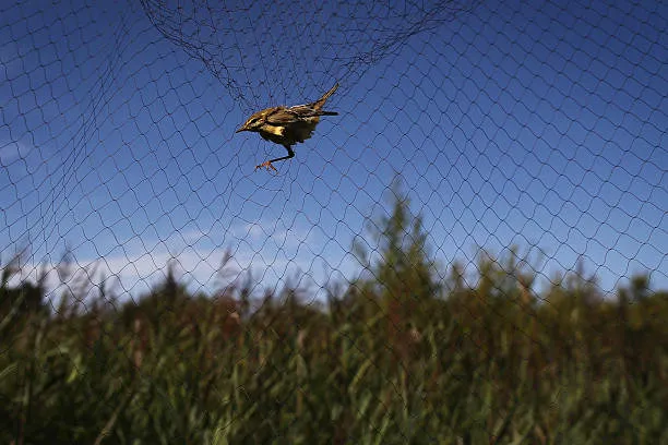 Anti Bird Nets in Punjagutta