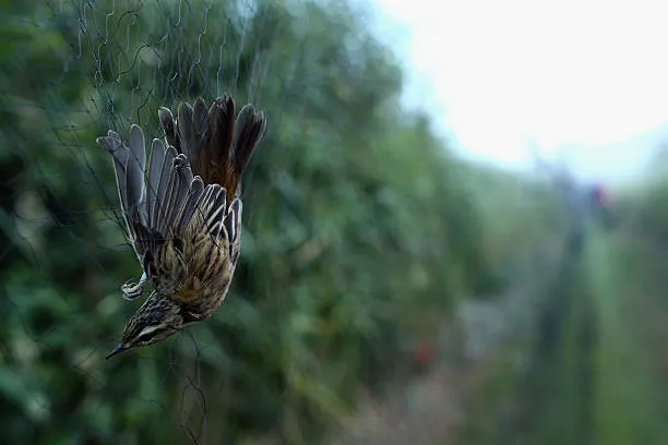 Anti Bird Nets in Mokila