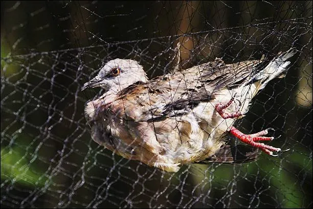 Anti Bird Nets in Mokila