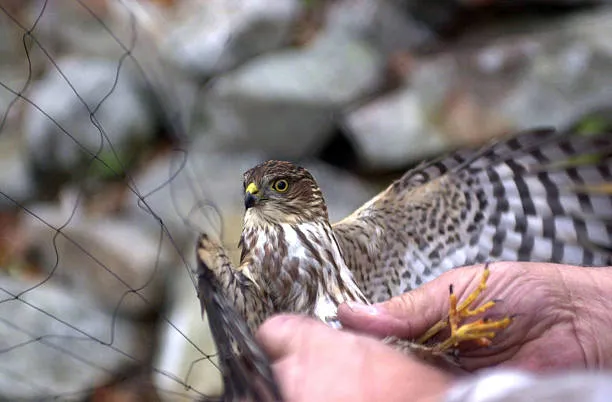 Anti Bird Nets in Kothapet