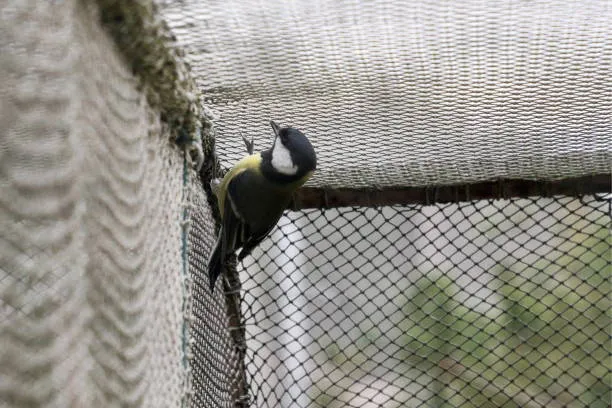 Anti Bird Nets in Mehdipatnam