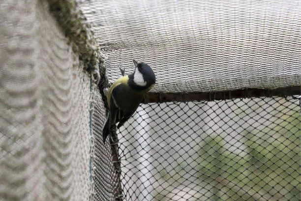 Anti Bird Nets in Kothapet