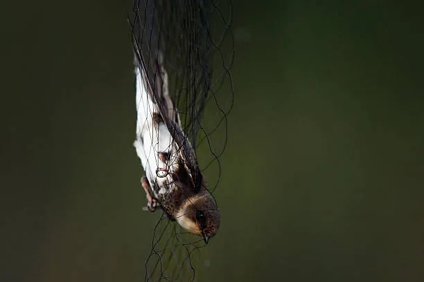 Anti Bird Nets in Kachiguda