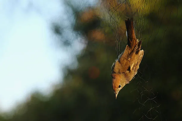 Anti Bird Nets in Ibrahimpatnam