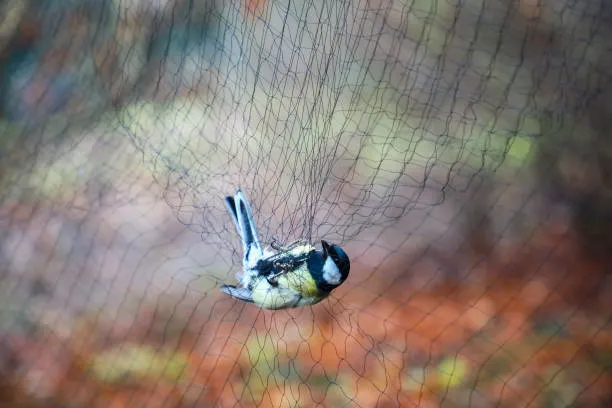 Anti Bird Nets in Himayatnagar